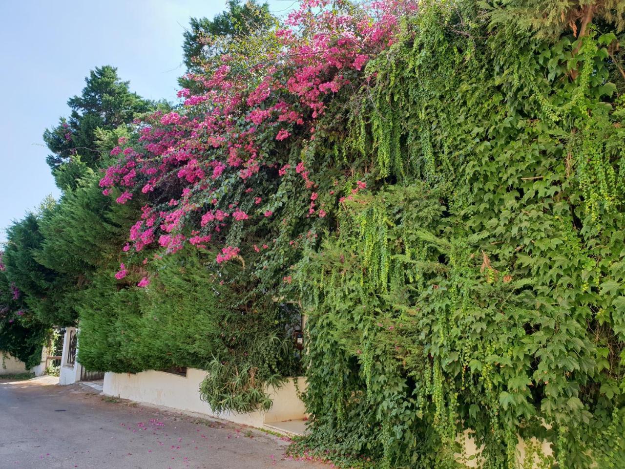 B&B Il Giardino Di Villa Anna Trecase Exterior foto